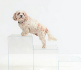 Clear Dog Step Ladder Blocks